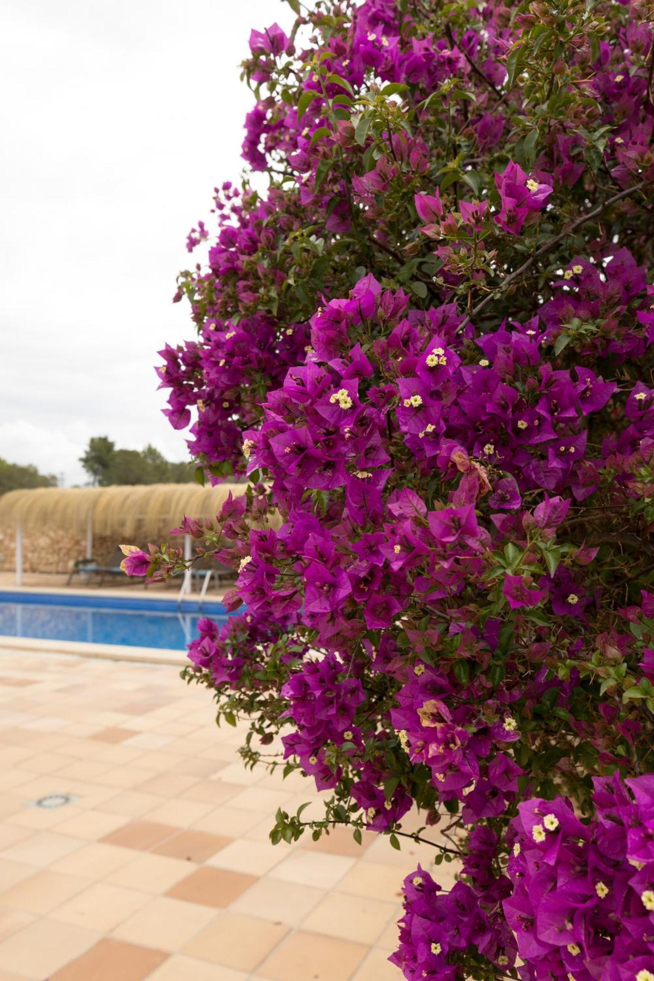 Villa Mestral Alcudia  Ngoại thất bức ảnh